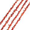 Natural Freshwater Shell Beads Strands BSHE-WH0006-05C-1