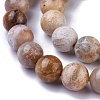 Natural Fossil Coral Beads Strands G-G779-03B-2