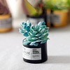 Resin Succulents Pot Model WG57627-04-1