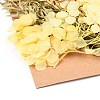 Dried Flower DIY-B018-15-2