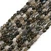 Natural Labradorite Beads Strands G-C250-03-2