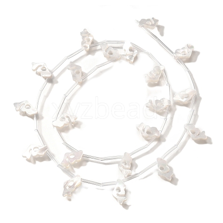 Natural White Shell Beads BSHE-Z008-03-1