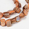 Erose Natural Shell Beads Strands PBB069Y-3