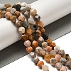 Natural Fossil Coral Beads Strands G-K382-A07-02-2