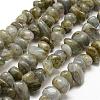 Natural Labradorite Beads Strands G-P302-13-1