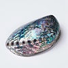 Natural Abalone Shell/Paua ShellDecoration SSHEL-K024-01B-2