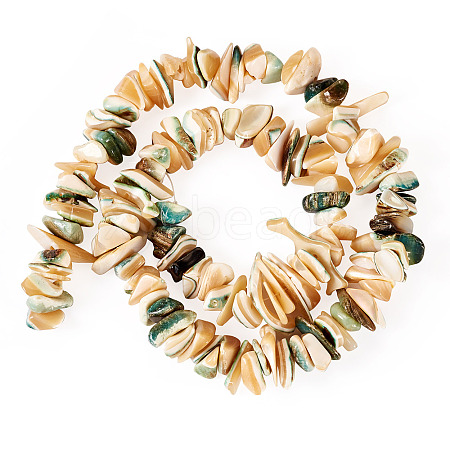 1 Strand Natural Seashell Shell Beads Strands SSHEL-TA0001-12-1