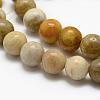 Natural Fossil Coral Beads Strands G-K194-10mm-05-3