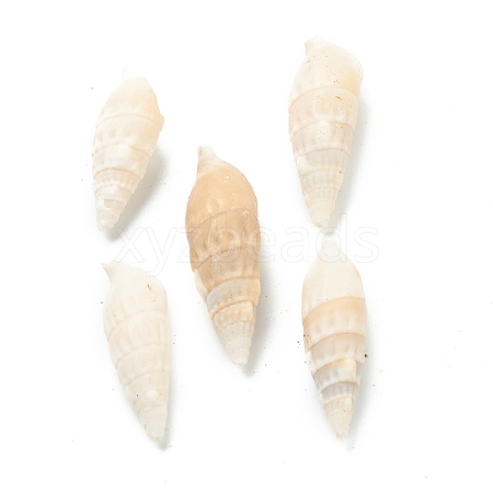 Natural Spiral Shell Beads BSHE-H015-06-1