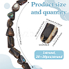 1 Strand Natural Abalone Shell/Paua Shell Beads Strands SSHEL-ME0001-01-2