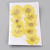 Pressed Dried Flowers DIY-WH0308-412F-1-2
