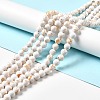 Synthetic Turquoise and Sea Shell Assembled Beads Strands G-D482-01A-05-1