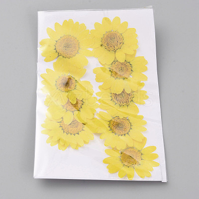 Pressed Dried Flowers DIY-WH0308-412F-1-1