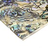 Natural Abalone Shell Slic Paper DIY-NH0007-02-3