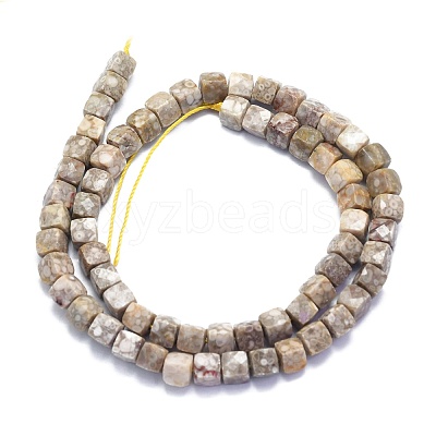 Natural Conch Fossil Beads Strands G-K310-B21-1