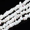 Natural Freshwater Shell Beads Strands SHEL-N003-23-3