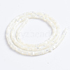 Natural Trochid Shell/Trochus Shell Beads Strands SSHEL-L016-13A-3