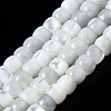 Natural Trochid Shell/Trochus Shell Beads Strands SSHEL-S266-018A-01-1