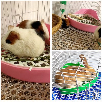 Plastic Small Animal Triangle Toilet Trainer Corner AJEW-GA0001-34A-1