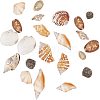 Mixed Natural Shell Bead Sets BSHE-PH0003-03-3