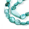Natural White Shell Beads Strands SHEL-N036-21C-3
