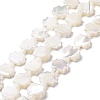 Natural Trochid Shell Beads Strands SSHEL-G023-09B-1