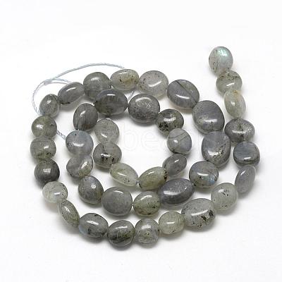 Natural Labradorite Beads Strands G-R445-8x10-20-1