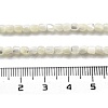 Natural Trochid Shell/Trochus Shell Beads Strands BSHE-G038-01-5