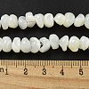 Natural Trochus Shell Beads Strands BSHE-G039-01B-4