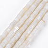 Natural Freshwater Shell Beads Strands X-SHEL-N027-09-1