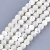 Natural White Shell Beads SHEL-T012-49C-1