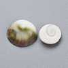 Natural Sea Shell Cabochons SSHEL-K026-03B-2