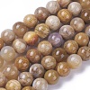 Natural Fossil Coral Beads Strands G-F648-01-C-1