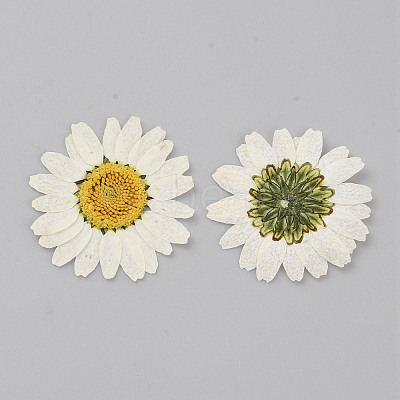 Pressed Dried Flowers DIY-WH0308-412D-1-1