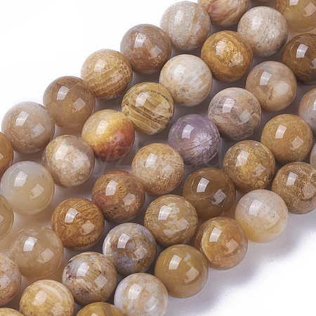 Natural Fossil Coral Beads Strands G-F648-01-C-1