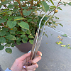 3Pcs 3 Styles Stainless Steel Tweezers TOOL-LP0001-41-3