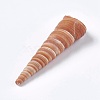 Natural Conch DIY-WH0097-01-3