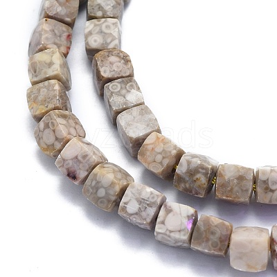 Natural Conch Fossil Beads Strands G-K310-B21-1