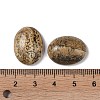 Natural Picture Jasper Cabochons G-B080-01A-11-3