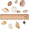 Mixed Natural Shell Bead Sets BSHE-PH0003-03-4