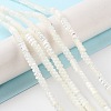 Natural Trochus Shell Beads Strands BSHE-Z003-17-4