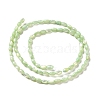 Natural Trochus Shell Beads Strands SHEL-K006-19E-2
