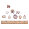 1 Box Scallop Seashells Clam Shell Dyed Beads with Holes for Craft Making 40-50pcs BSHE-YW0001-01-4