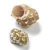 Natural Shell Beads BSHE-H015-03-2