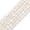 Natural Freshwater Shell Beads Strands BSHE-E028-03-2