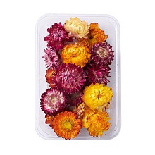 Dried Flowers DIY-D052-26