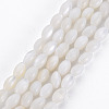 Natural Freshwater Shell Beads Strands SHEL-N027-08A-1