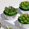 Cactus Paraffin Smokeless Candles DIY-G024-C-3
