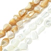 2 Strands 2 Colors Natural Shell Beads Strands SHEL-CJ0001-35-1