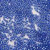 TOHO Japanese Seed Beads SEED-K007-2mm-35-2